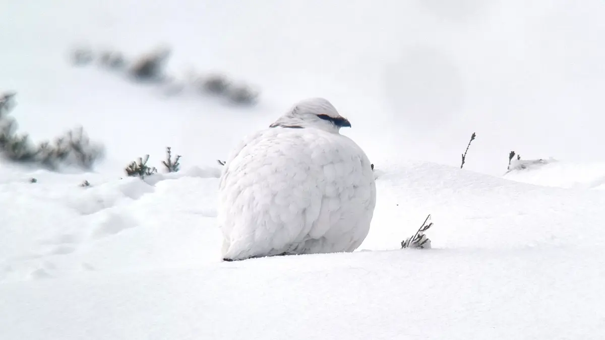 Ptarmigan: the mountain murmurer