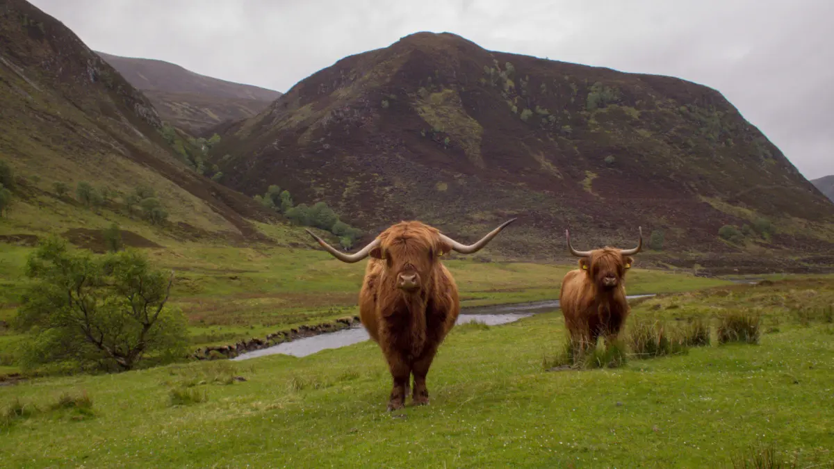 highland cows