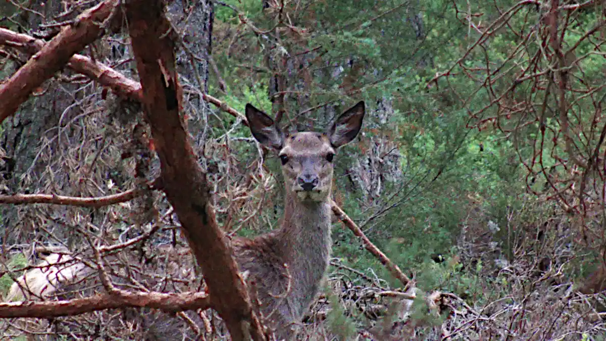 Scotland’s mammals: what species live there?