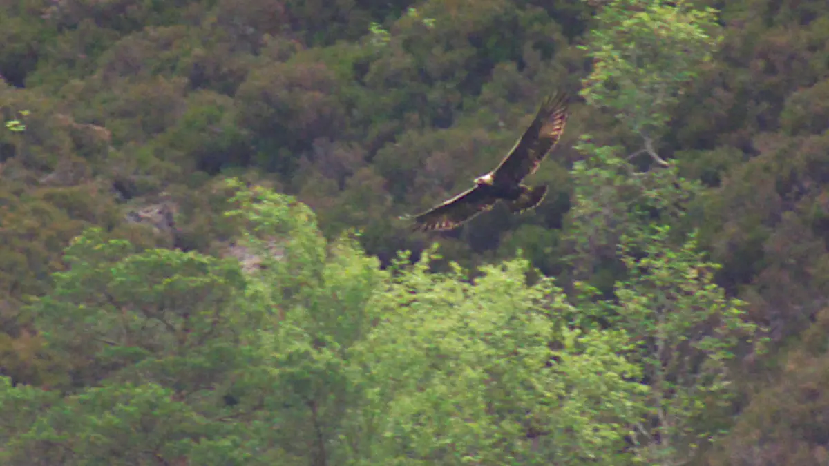 Wildlife in Scotland: A Beginner’s Guide