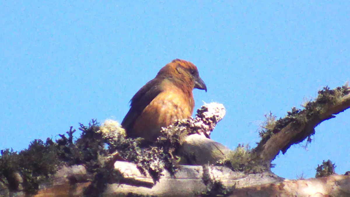 Crossbills in Scotland: enigmatic endemic?