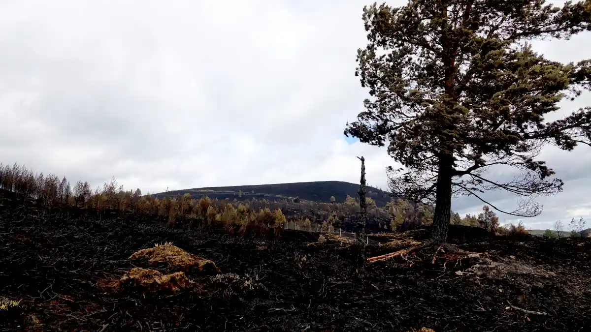 Do you get wildfires in Scotland?